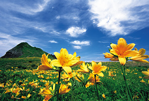 ���T�̃g�r�V�}�J���]�E